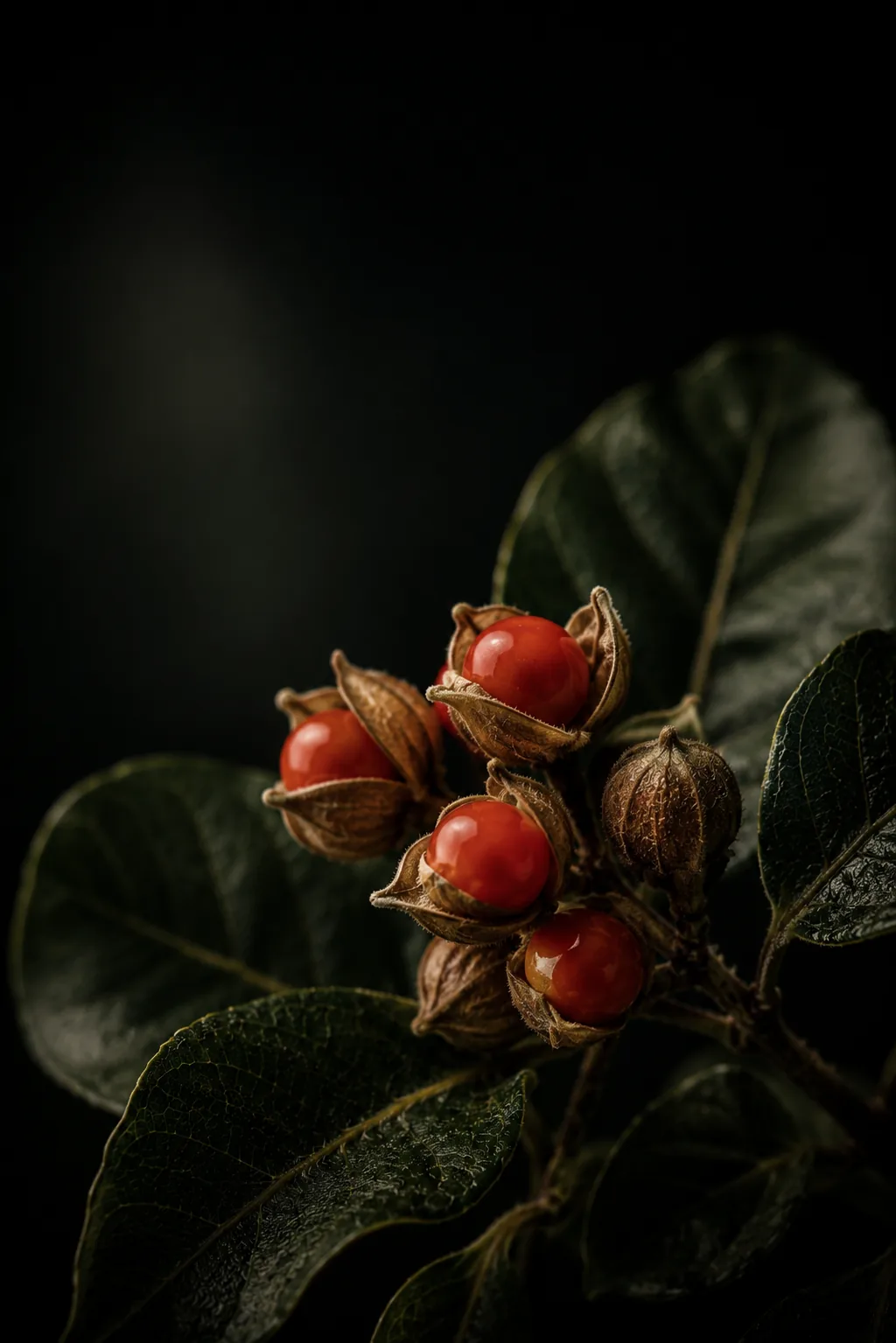 Ashwagandha root, Withania somnifera