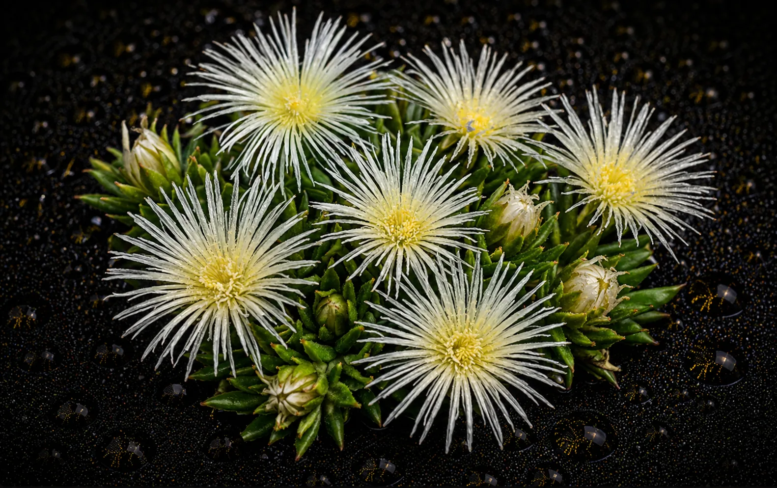 Kanna, Sceletium tortuosum, the South African social botanical